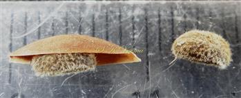  Capsule valve and seeds